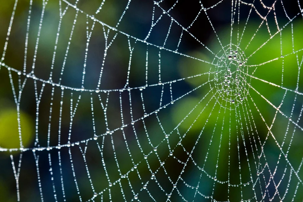 Weaving your web